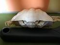 calappa clypeata T.F.C. posterior view